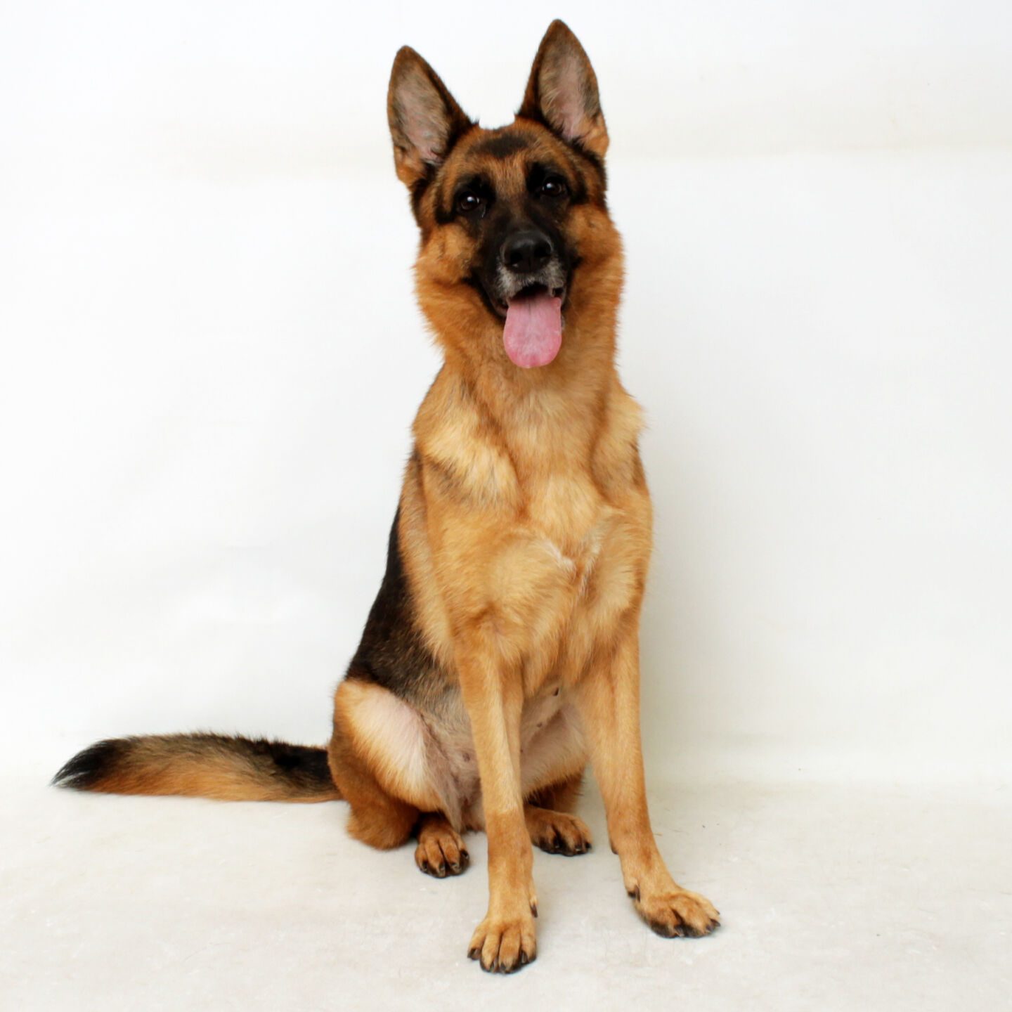 Martin County Pet of the Week - Week of June 4, 2021